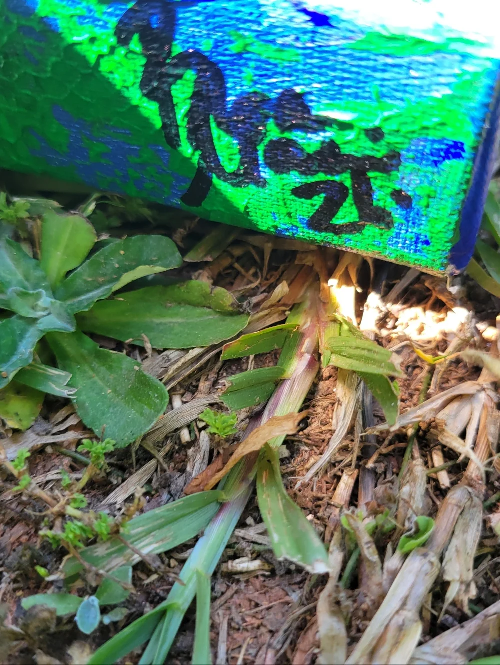 "Dragonfly Daydream" Original Artwork Created By Brea Marie 6in X 6in - Picture 4 of 10